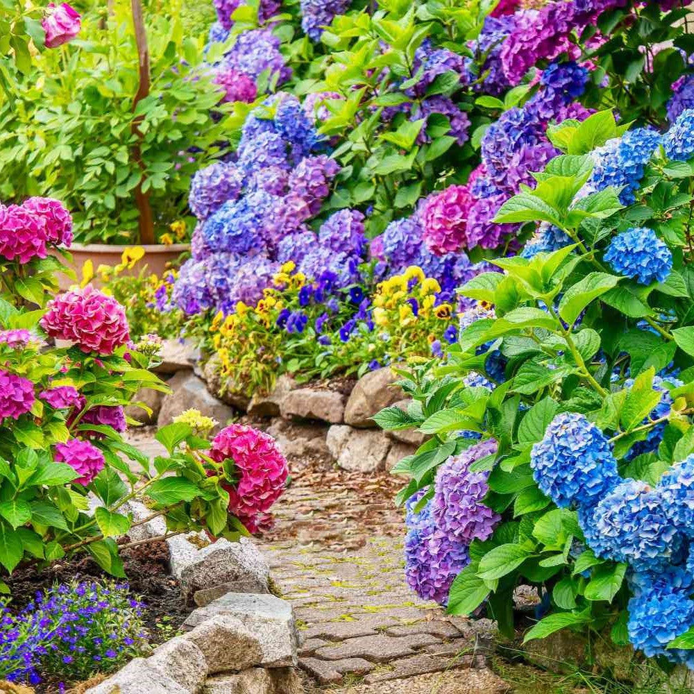 Starting Your Flower Garden Journey