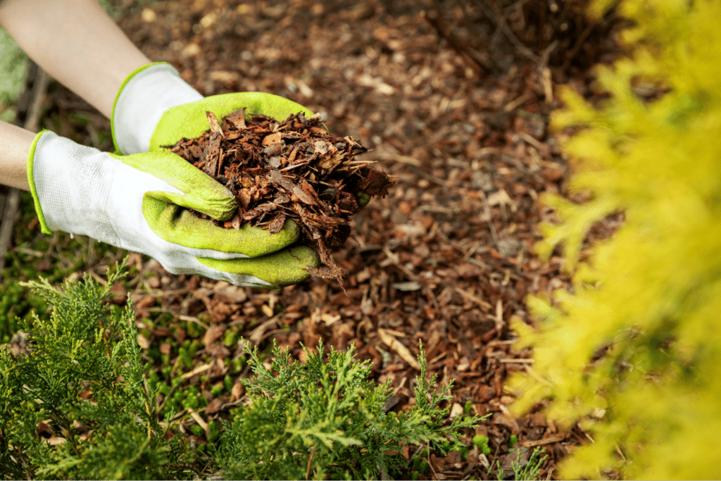 6 Easy Tips to Protect Your Fall Garden from Pests