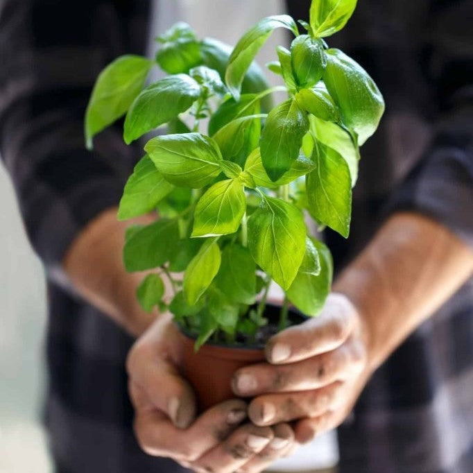 Why Are Your Basil Plant Leaves Turning Yellow? Tips for Healthy Basil Growth