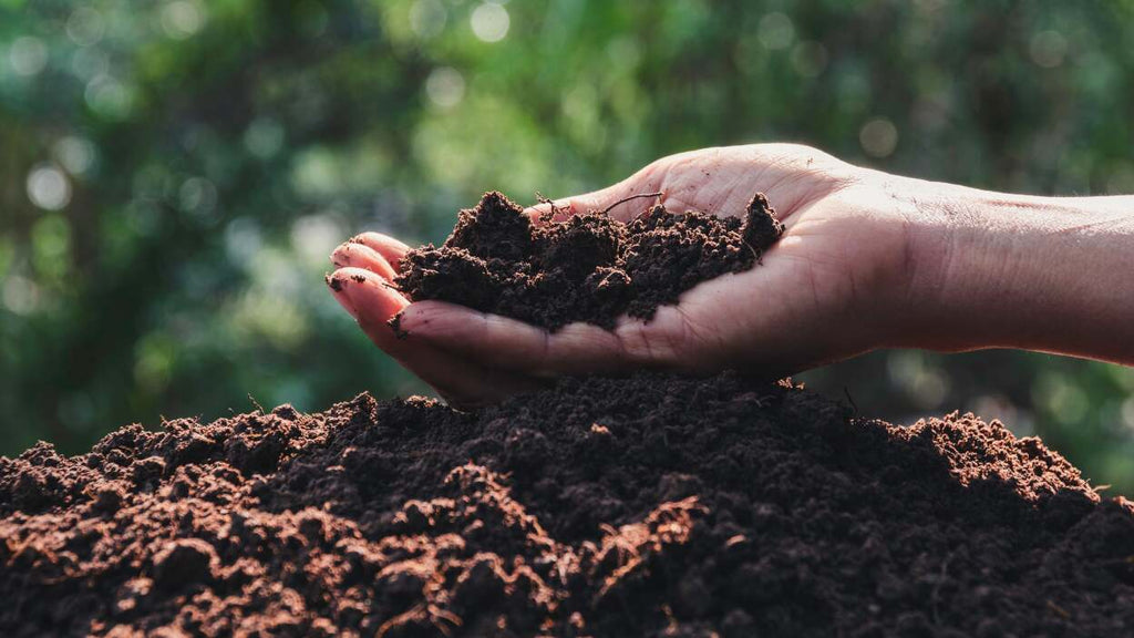 Understanding Garden Soil: Choosing the Right Soil for Healthy Plants