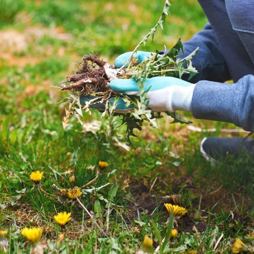 4 Simple Methods to Rid Your Garden of Weeds