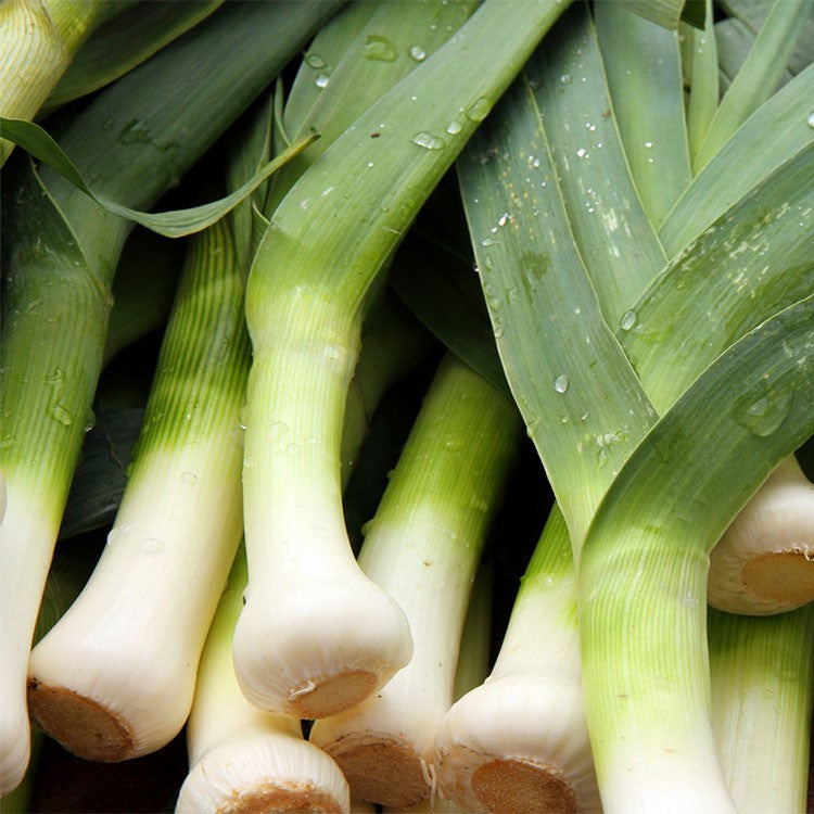 Cultivating Leeks: From Seed to Harvest