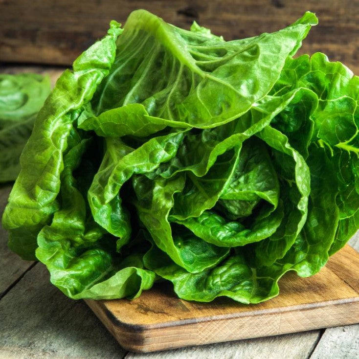 5 Simple Tips for Growing Your Best Lettuce