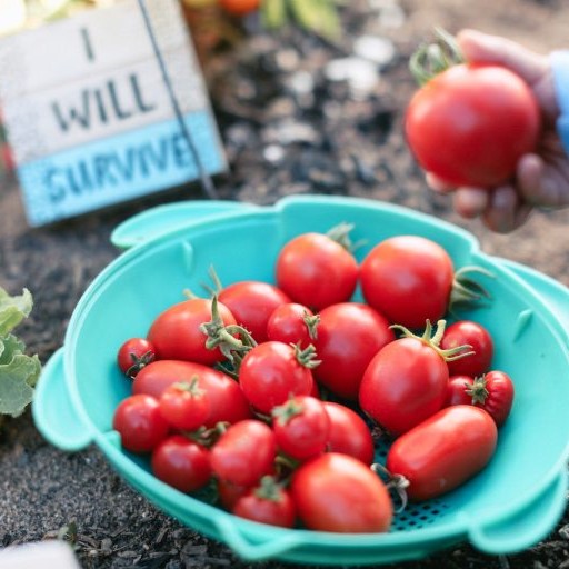 Maximizing Tomato Yield: A Guide to Pruning Tomato Plants for Early Harvest