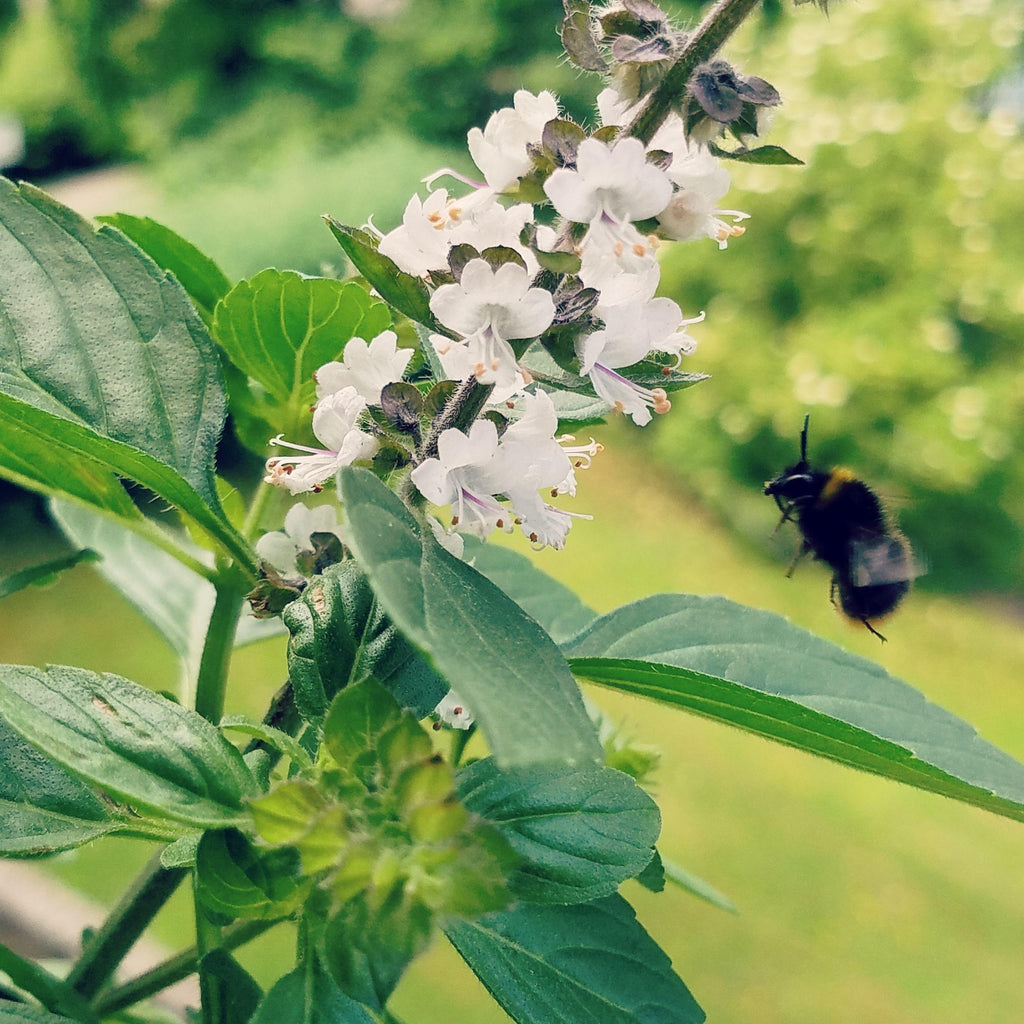 Basil Flowers: To Pinch or Not to Pinch?