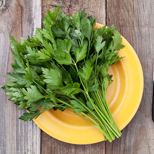 Growing Parsley: A Comprehensive Guide to Planting, Growing, and Harvesting Parsley