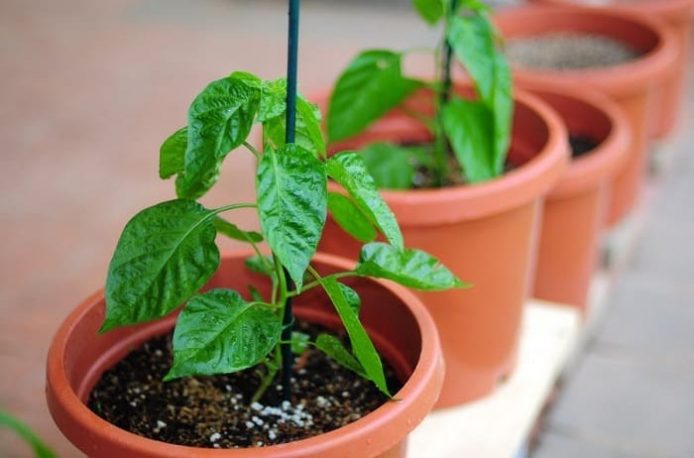 Avoiding Common Seedling Fertilizing Mistakes: A Guide for Thriving Plants