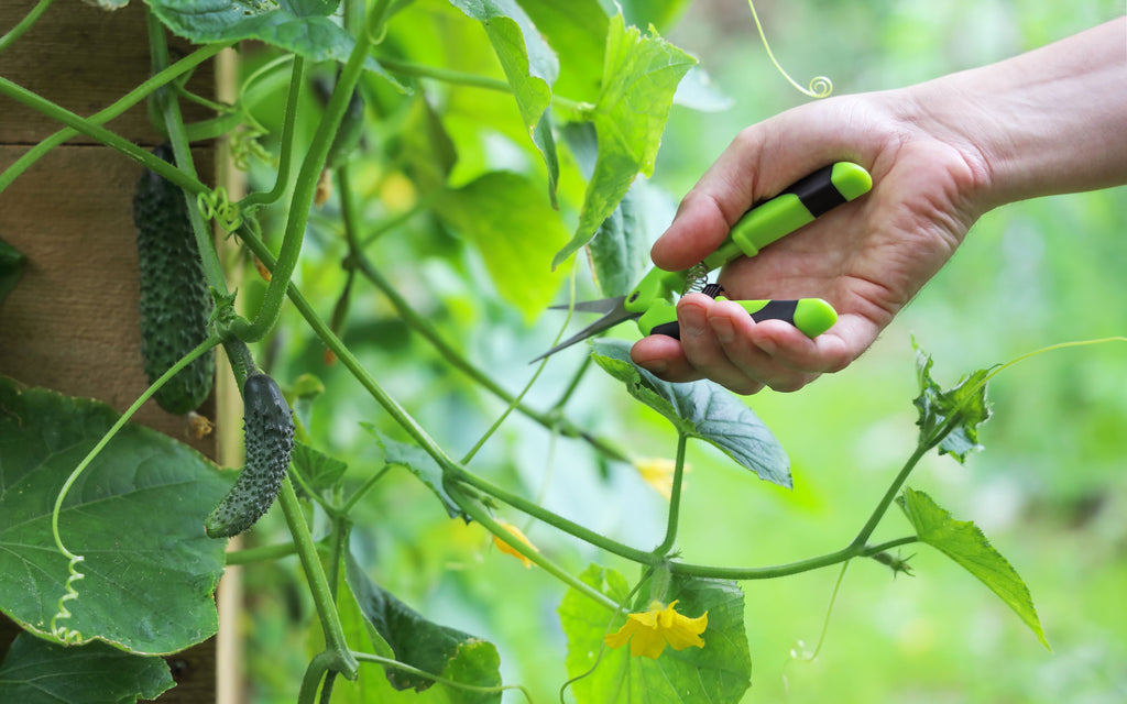 Effective Pruning for Healthy, High-Yield Cucumber Plants