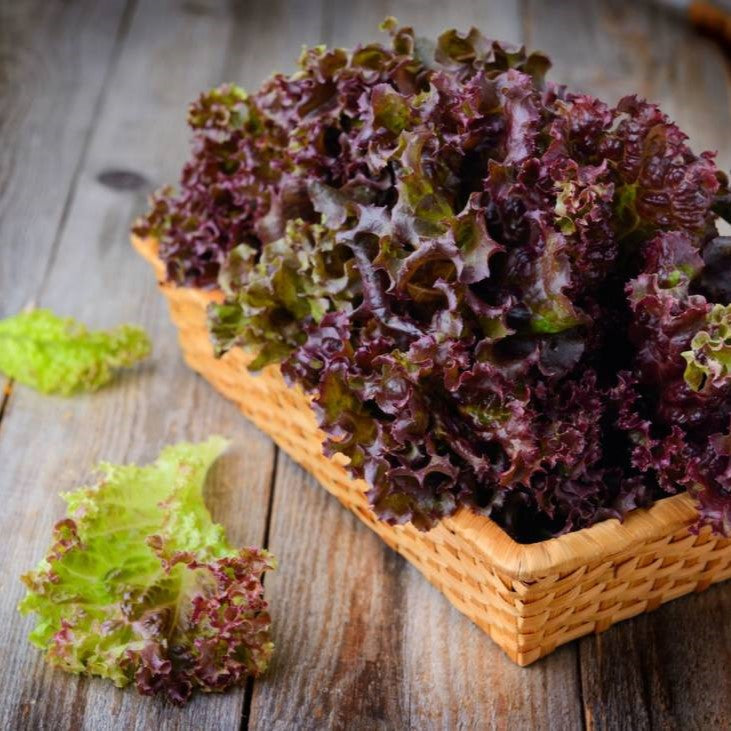 5 Fascinating Varieties of Red Leaf Lettuce to Spice Up Your Garden