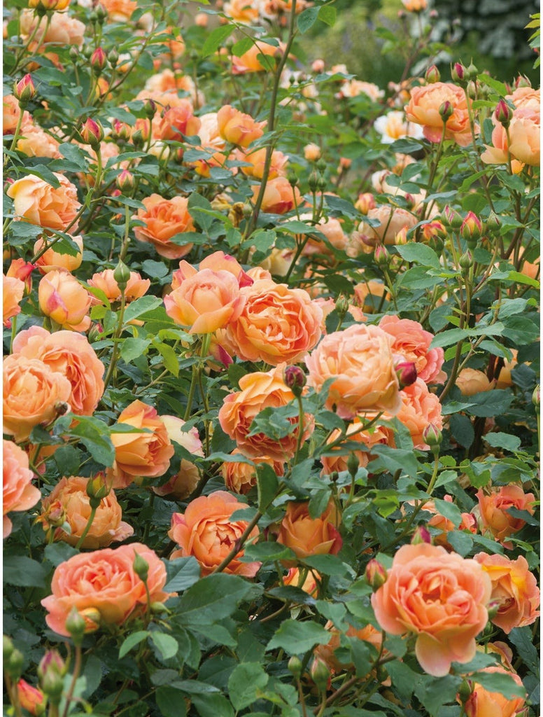 How to Plant Roses in Your Garden Bed for Beautiful Blooms this Spring