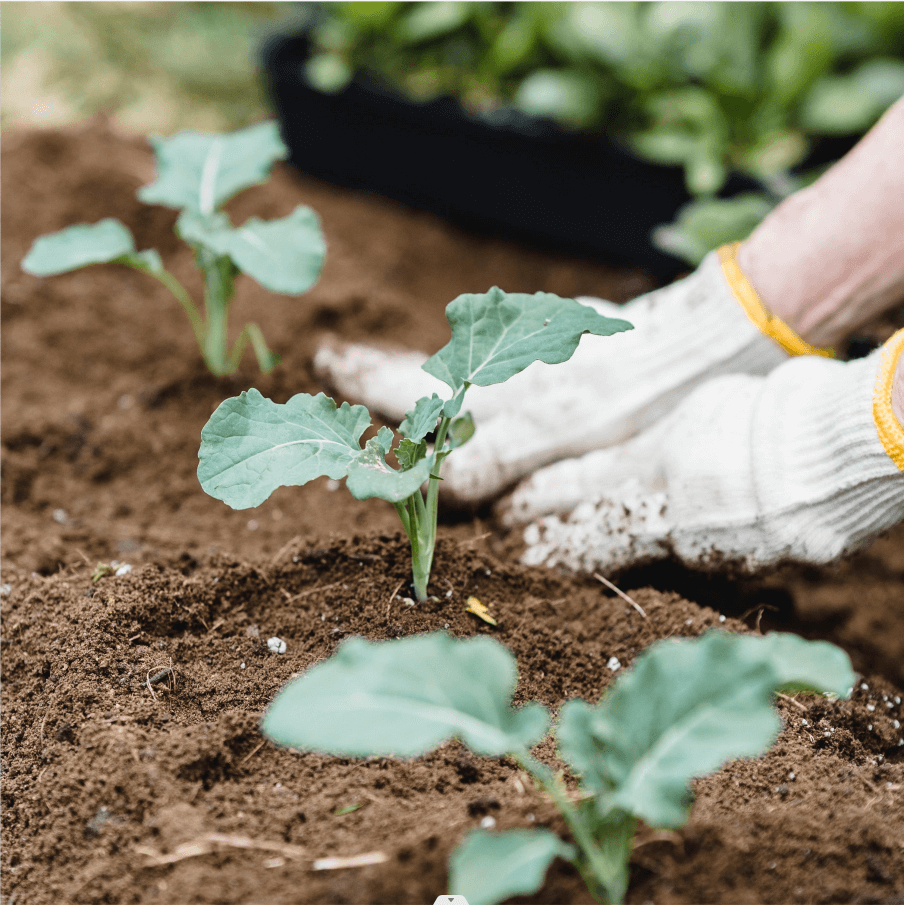  garden bed