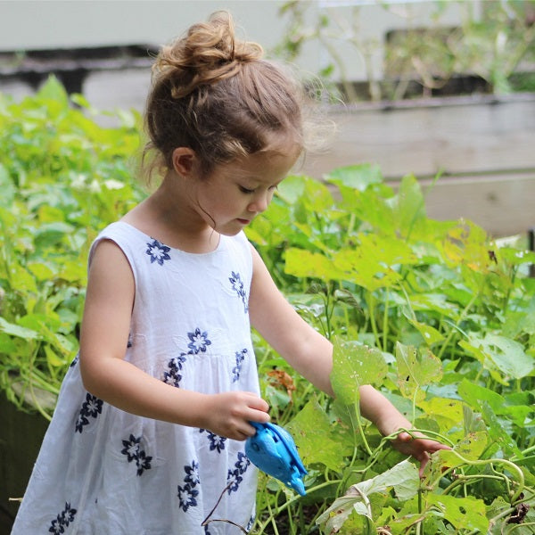 Garden beds on plant fusarium wilt: identification and control