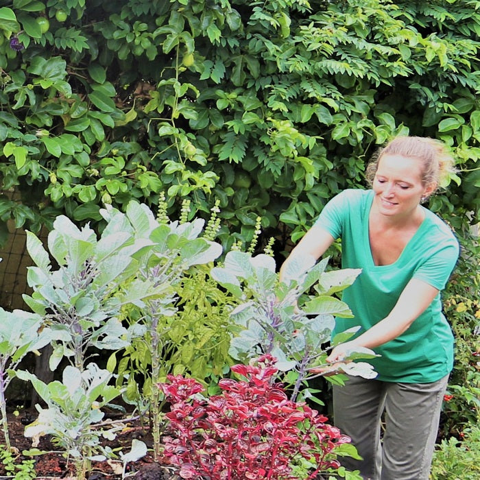 garden bed