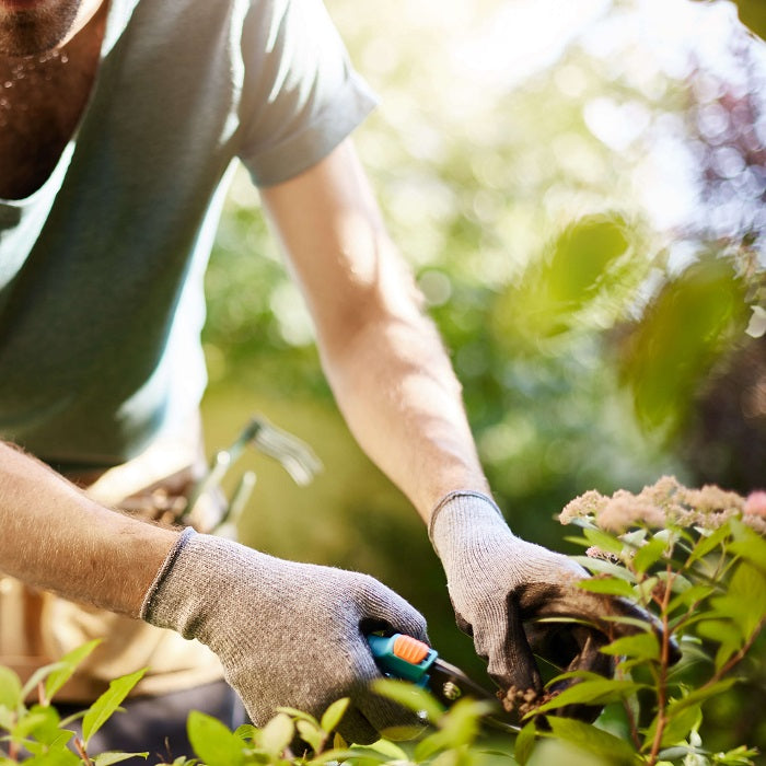 The Art of Plant Overseeding: Secrets to a Fuller Yard