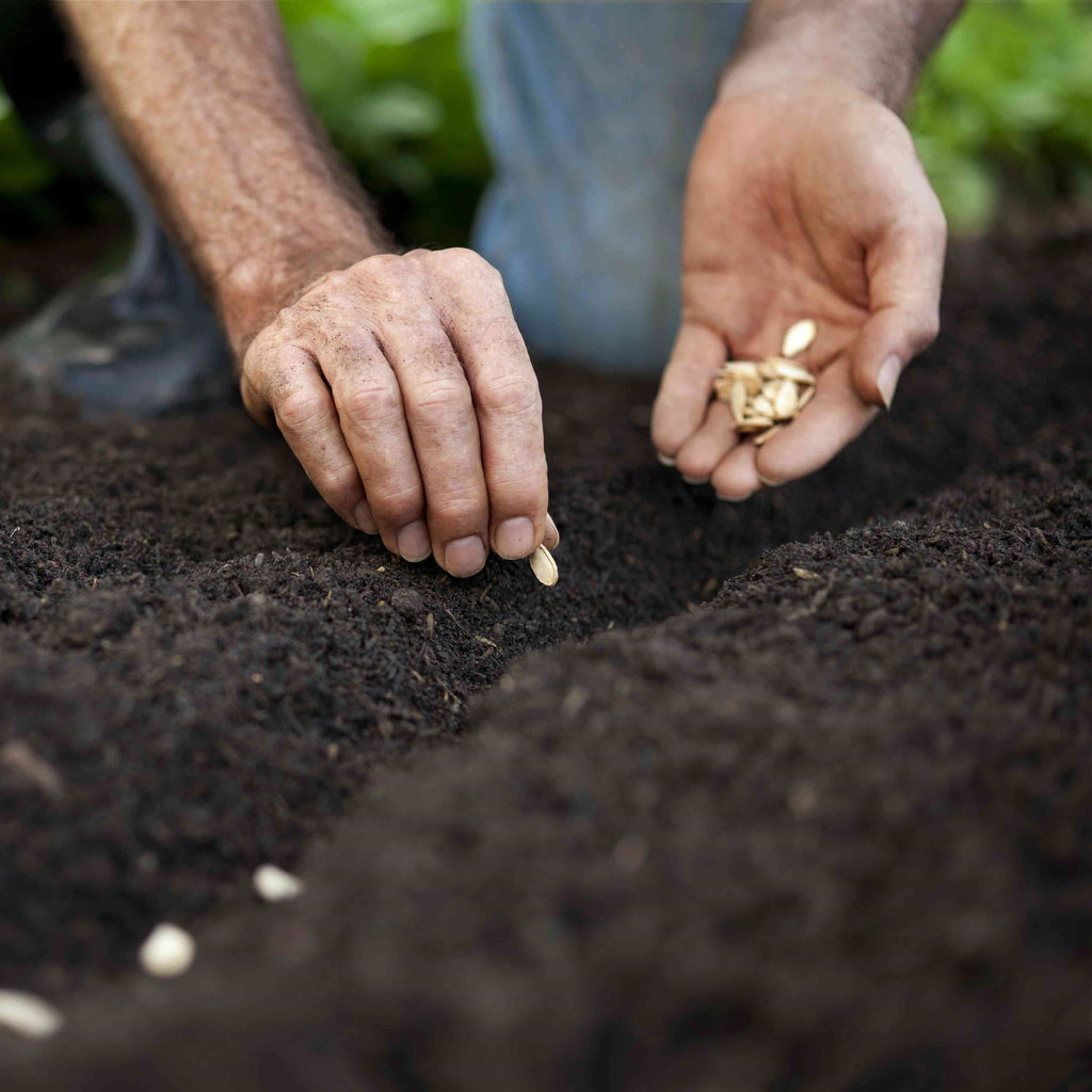 Seed Starting Time: When to Kickstart Your Garden