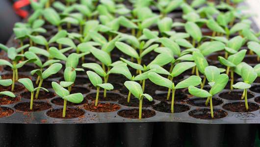 Guide to Growing Strong and Healthy Seedlings