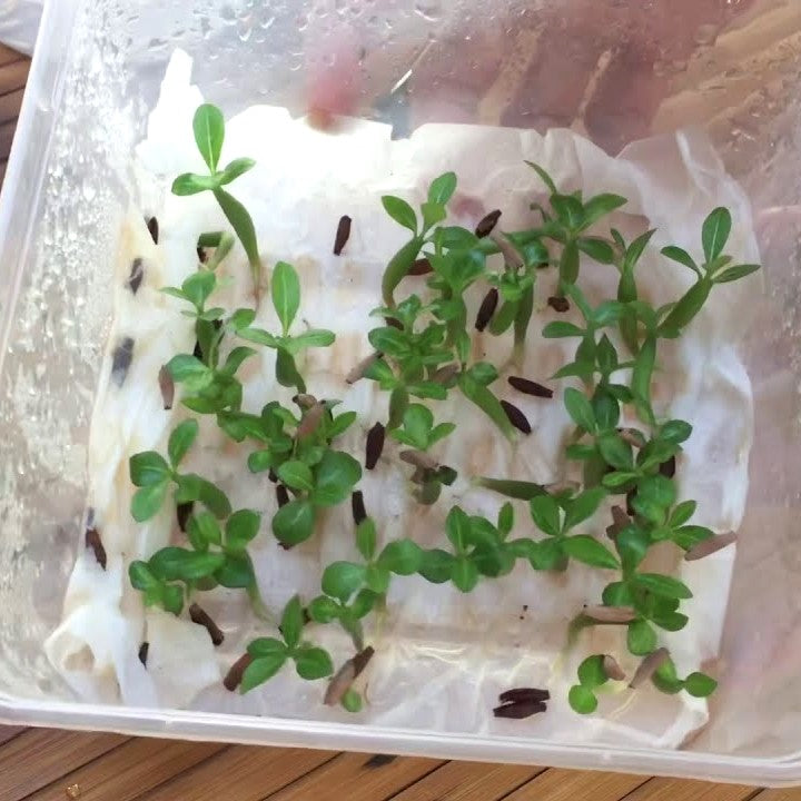 Growing Seeds in Tissues: 10 Tips for Success