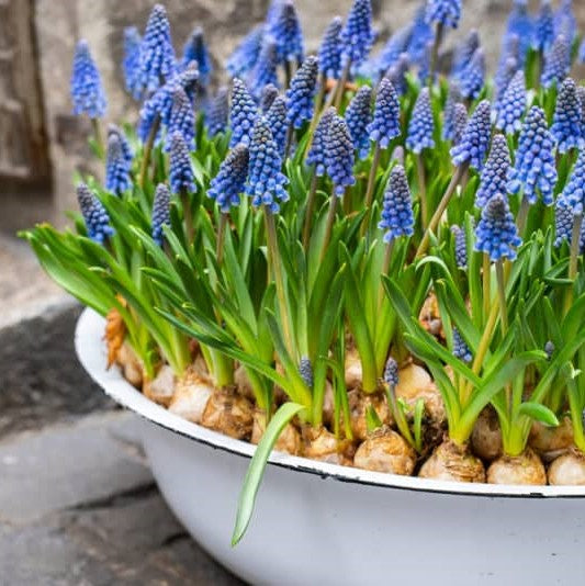 Growing Hyacinths for Bold Fragrance and Bright Colors