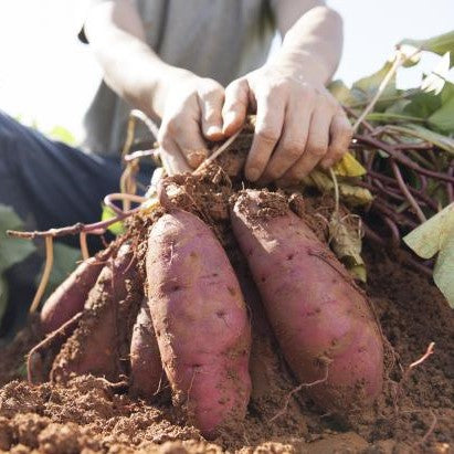 How to Plant and Grow Sweet Potatoes