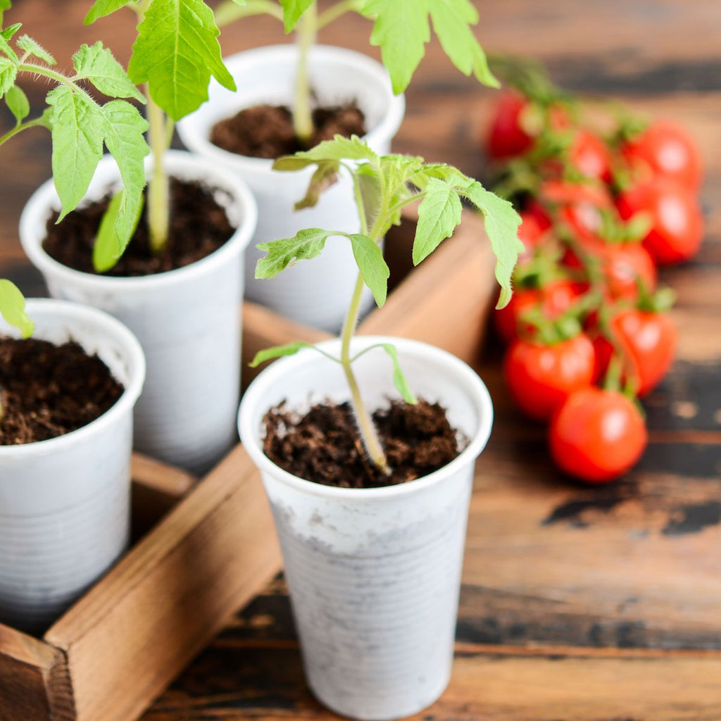 The Secret to Growing Large Tomato Transplants Indoors in Only 4 Weeks