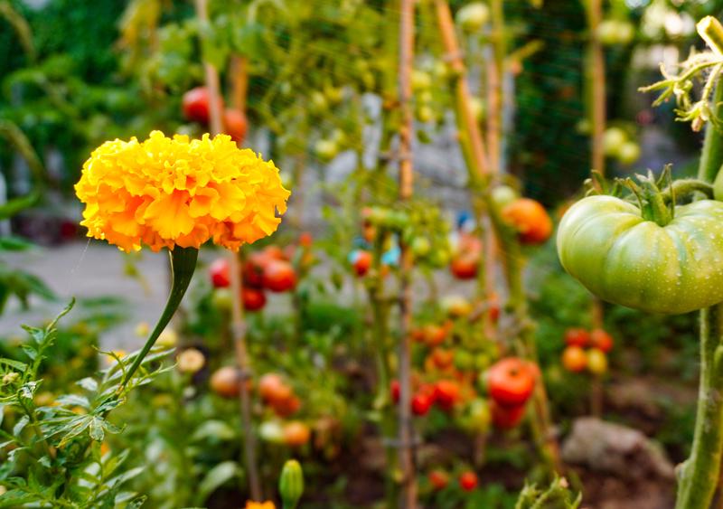 Grow Better Tomatoes: 20+ Companion Plants That Actually Work
