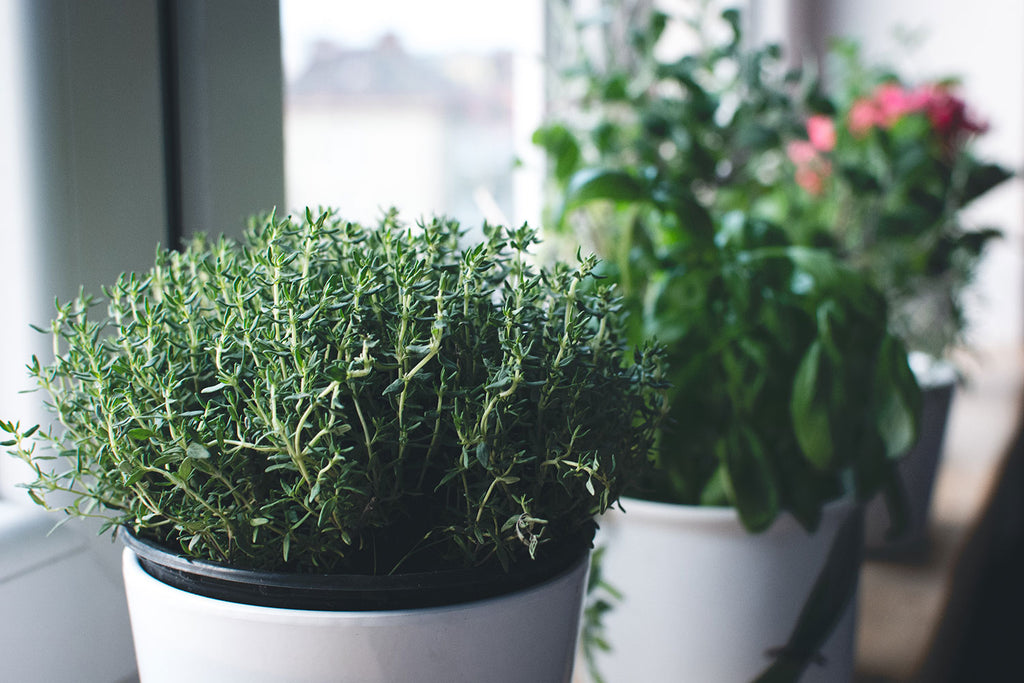 How to Grow and Enjoy Indoor Herbs Through the Winter