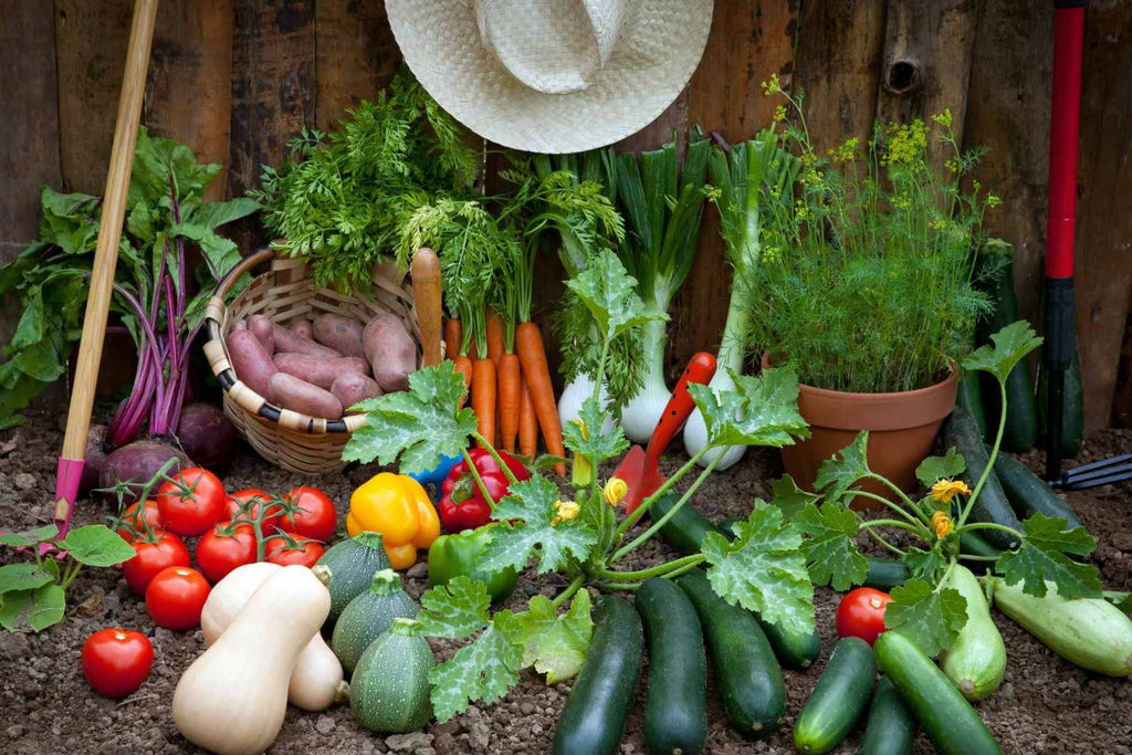 raised garden bed