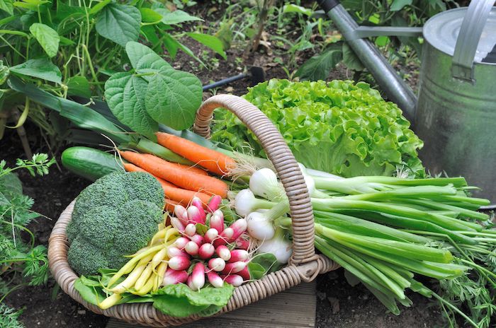 raised garden bed