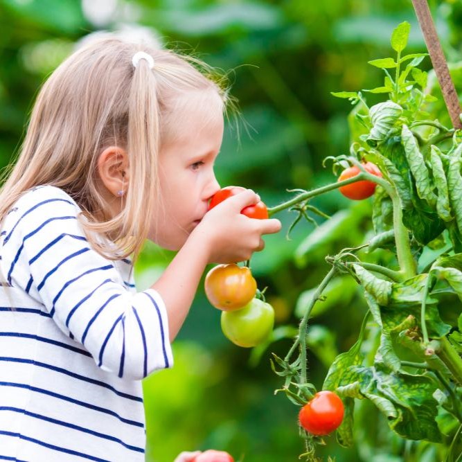 Growing Conditions for Vegetables