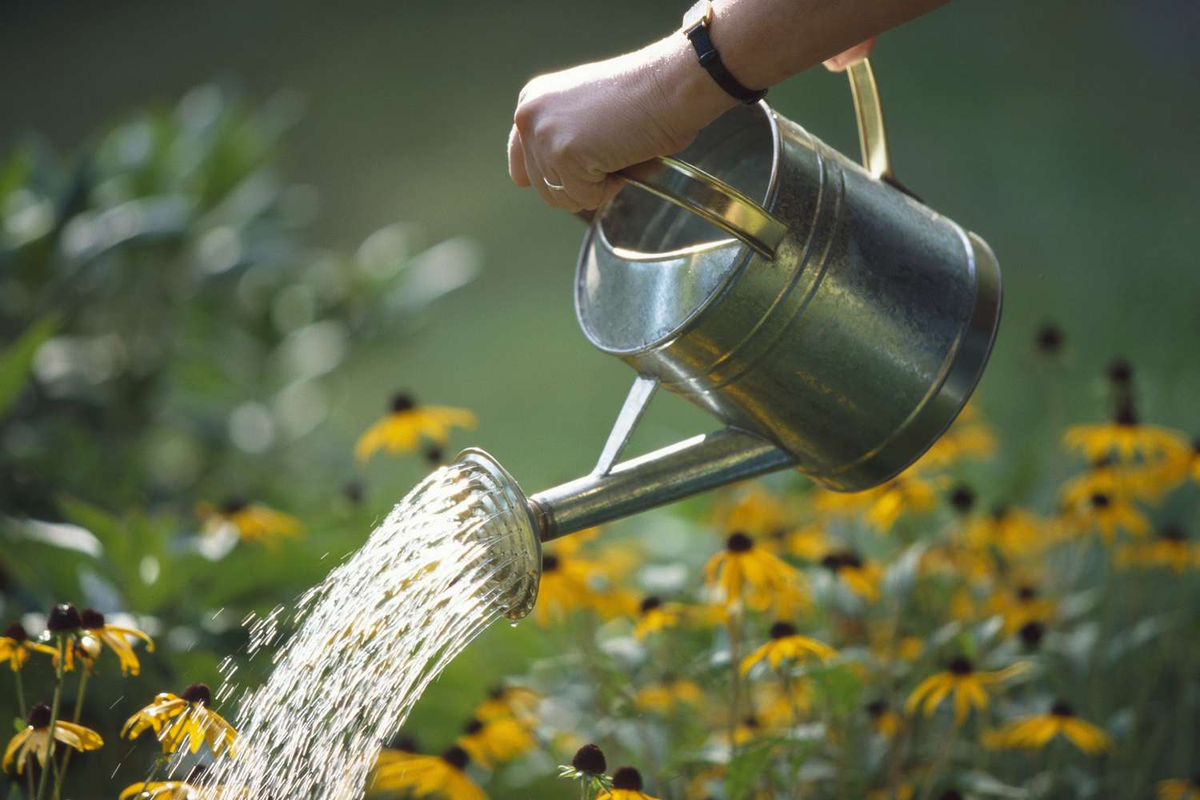 7 Common Watering Mistakes and How to Avoid Them – SavanaGarden