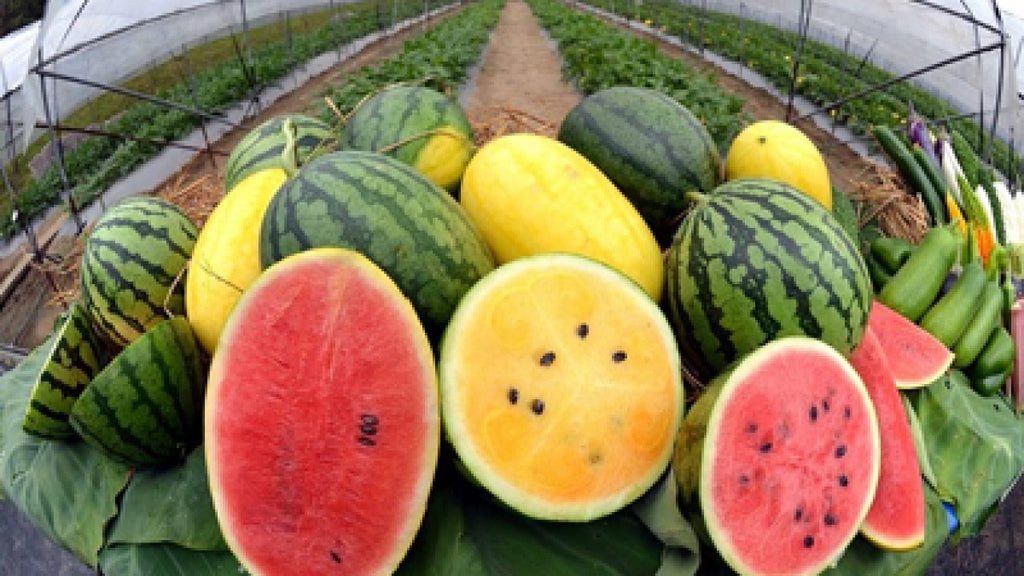 Get the Best Taste from Your Summer Crops