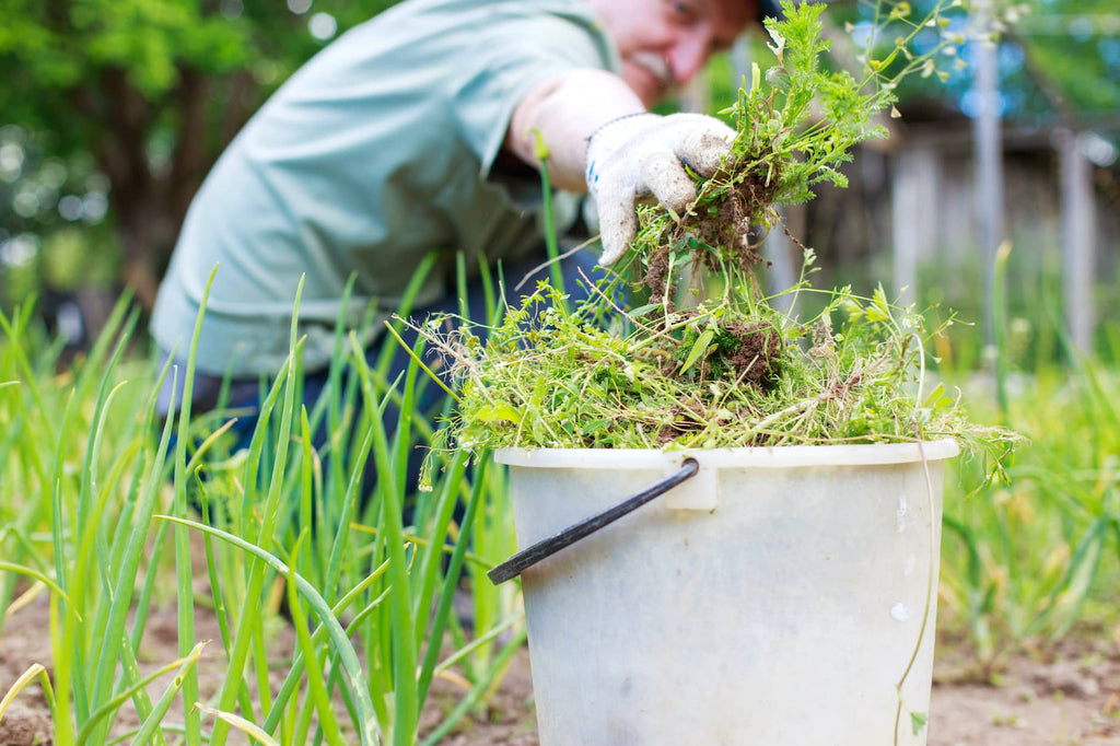 Transforming Weeds into Garden Gold: A Sustainable Approach to Filling Raised Beds