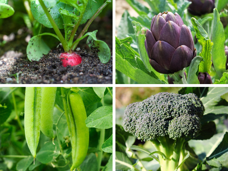 Don't Stop Now: 8 Crops You Can Start Planting in August Today!